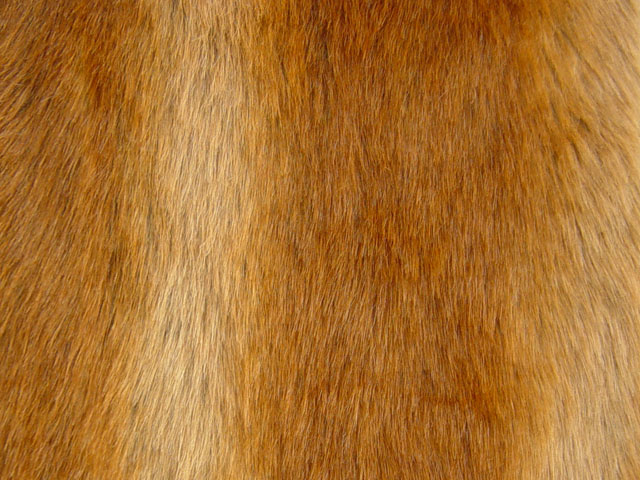 Image result for fox fur